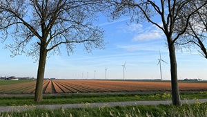 Bollenveld